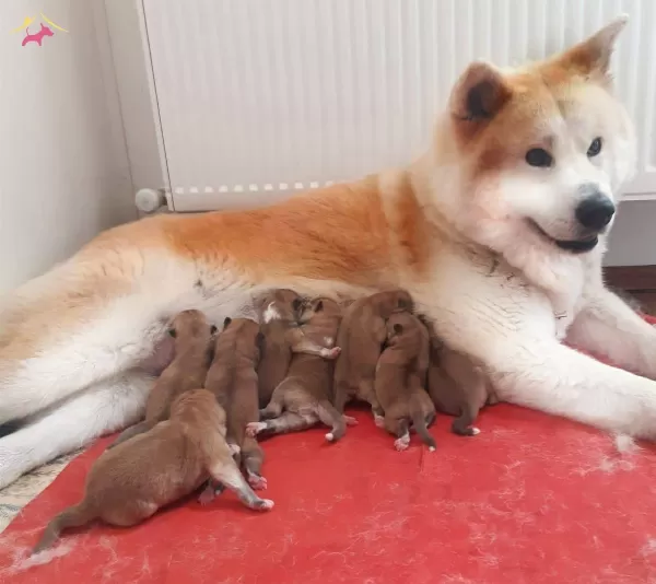 Akkus Uretim Ciftliginden Akita Yavruları