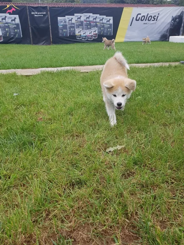 Akkus Uretim Ciftliginden Akita Yavruları