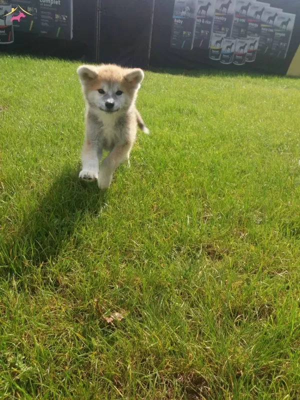 Akkus Uretim Ciftliginden Akita Yavruları