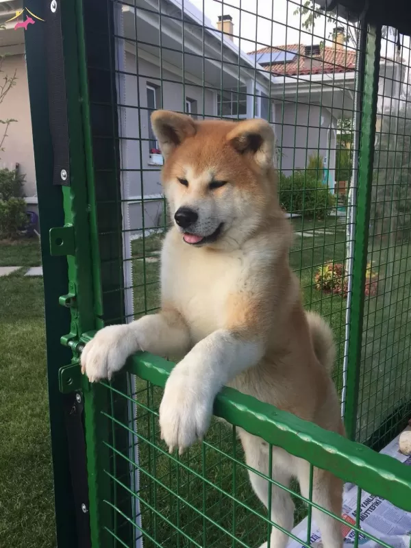 Akkus Uretim Ciftliginden Akita Yavruları