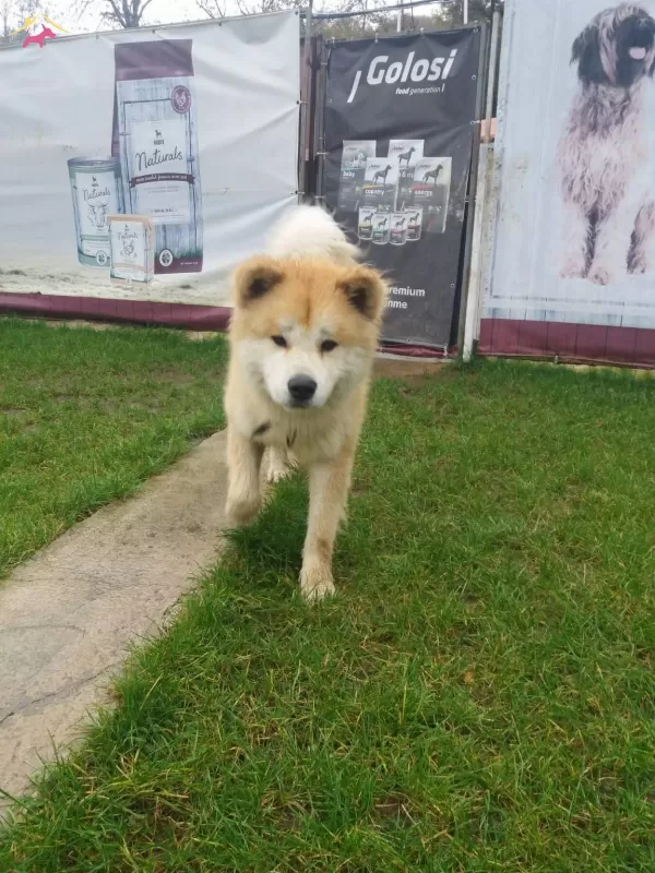 Akkus Uretim Ciftliginden Akita Yavruları