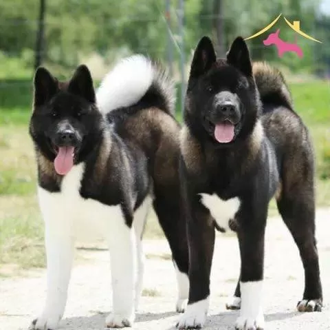 Resmi Isletmeden Akita Yavruları