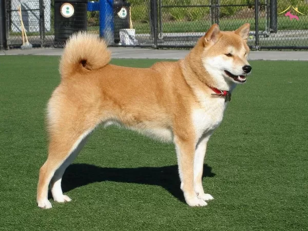 Resmi Isletmeden Akita Yavruları