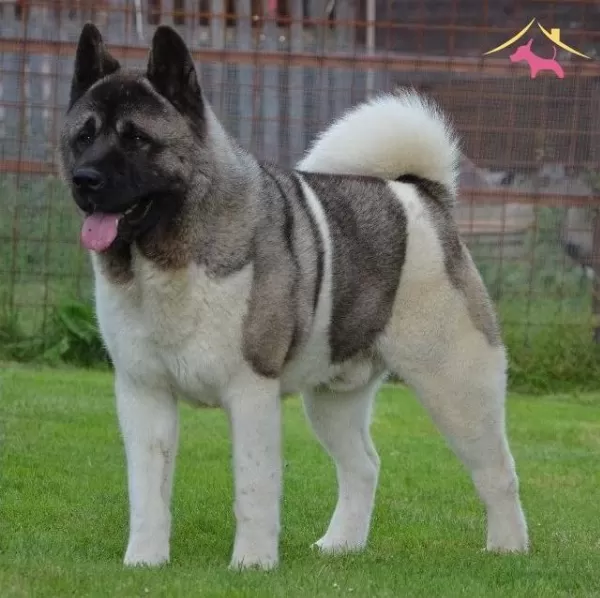 Resmi Isletmeden Akita Yavruları