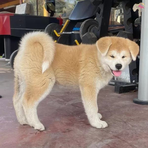 Resmi Isletmeden Akita Yavruları