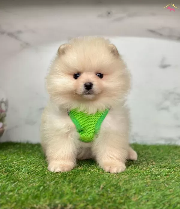 Bebeksi Yuzleriyle Pomeranian Boo Yavrularımız