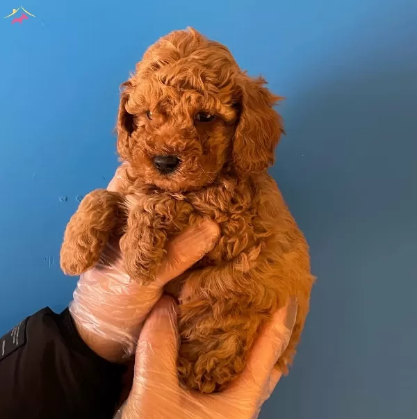 Red Brown Toy Poodle Yavrularımız