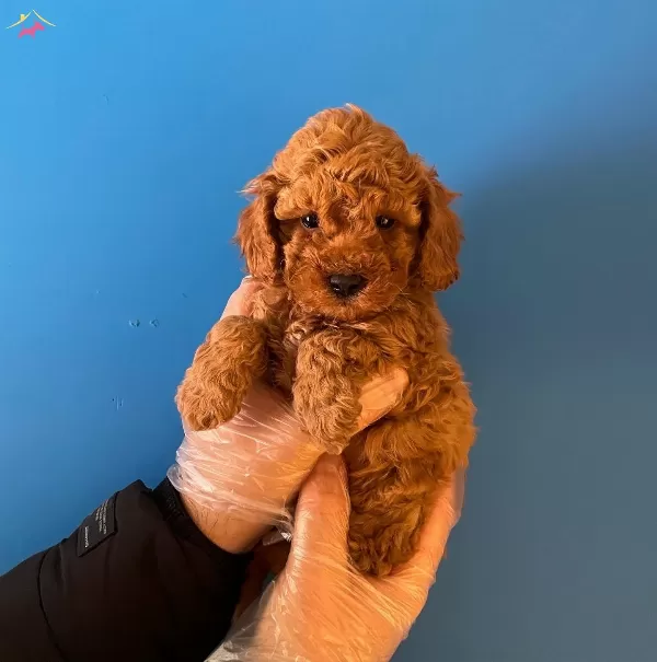 Red Brown Toy Poodle Yavrularımız