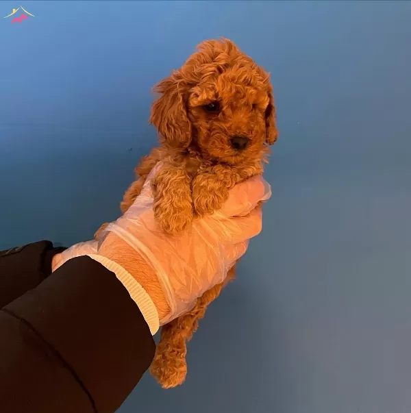 Red Brown Toy Poodle Yavrularımız