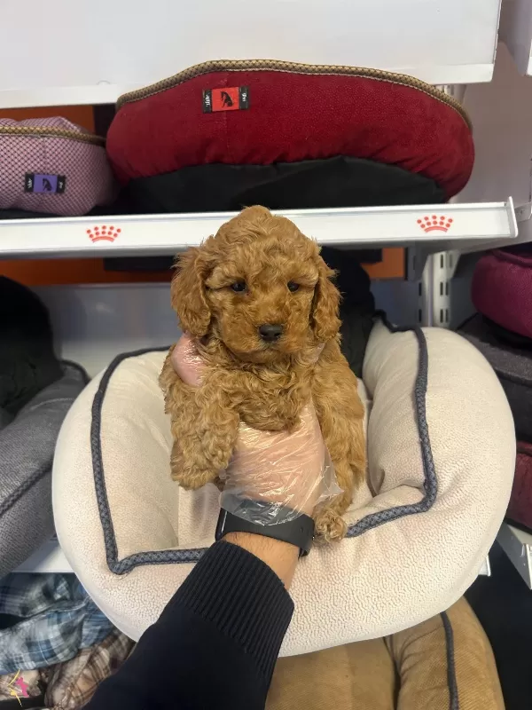 Irk Ve Saglik Garantili Asili Toy Poodle Bebekler