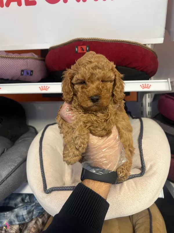 Irk Ve Saglik Garantili Asili Toy Poodle Bebekler