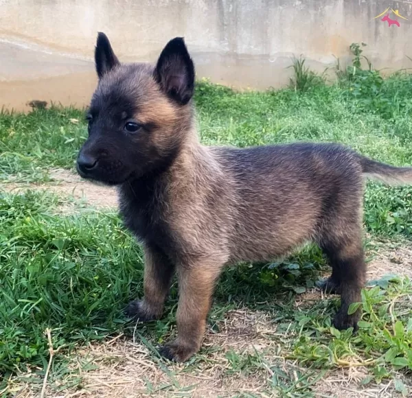 Resmi Işletmeden Belçika Yavrularj