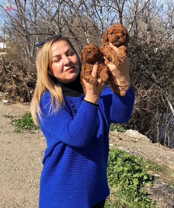 Irk Garantili Efsane Toy Poodle Yavrularımız
