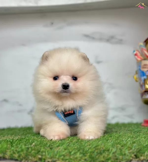 Bebek yüzlü Pomeranian