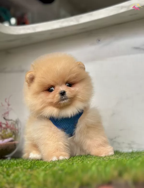 Bebek yüzlü Pomeranian