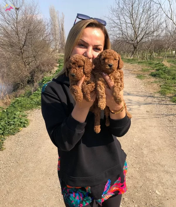 Irk Garantili Efsane Toy Poodle Yavrularımız