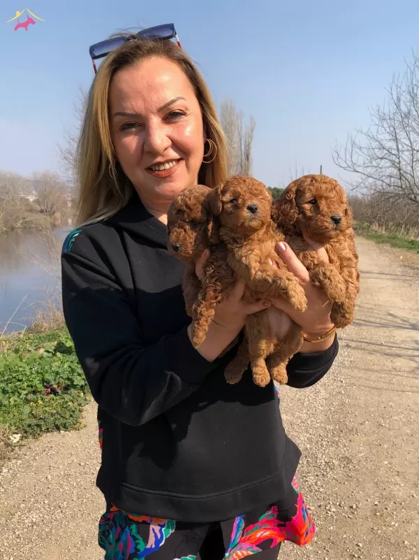 Irk Garantili Efsane Toy Poodle Yavrularımız