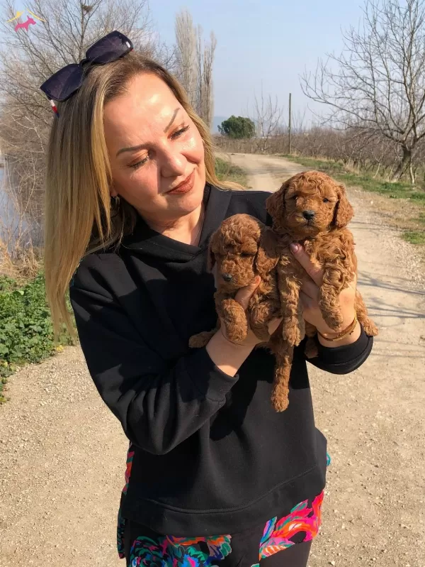 Irk Garantili Efsane Toy Poodle Yavrularımız