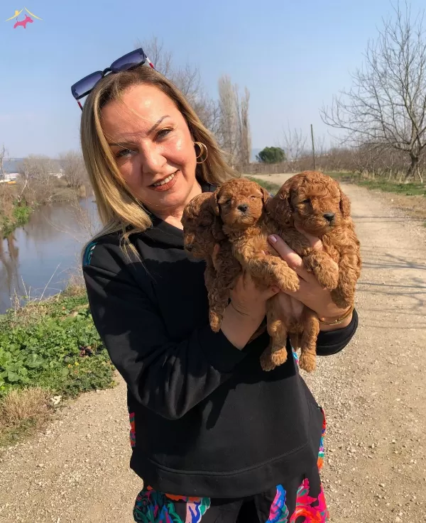 Irk Garantili Efsane Toy Poodle Yavrularımız