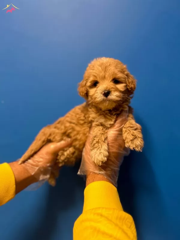 Orijinal Kusursuz Maltipoo Bebekler