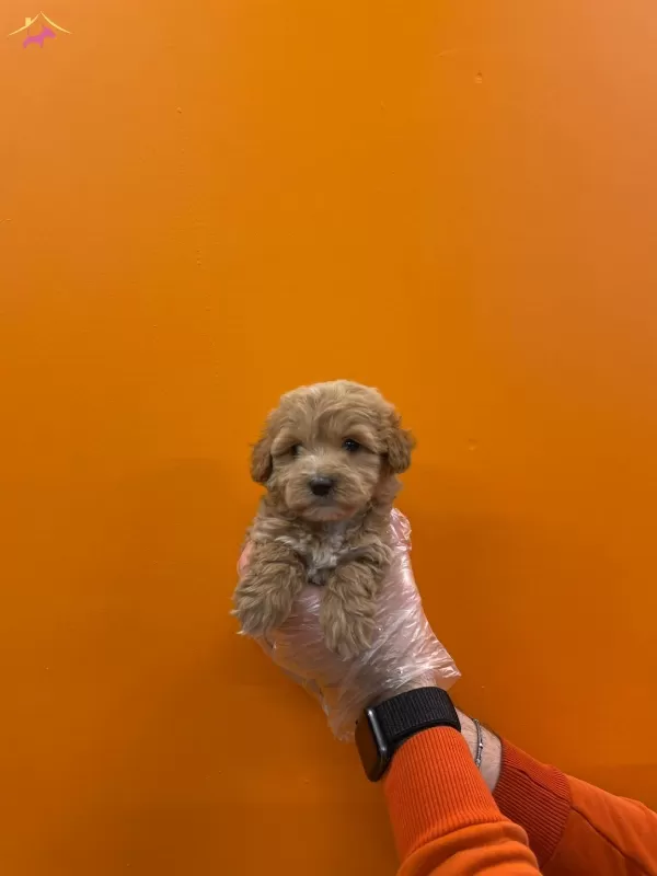 Tea Cup Maltipoo Yavrularımız