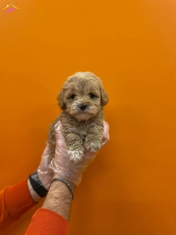 Tea Cup Maltipoo Yavrularımız
