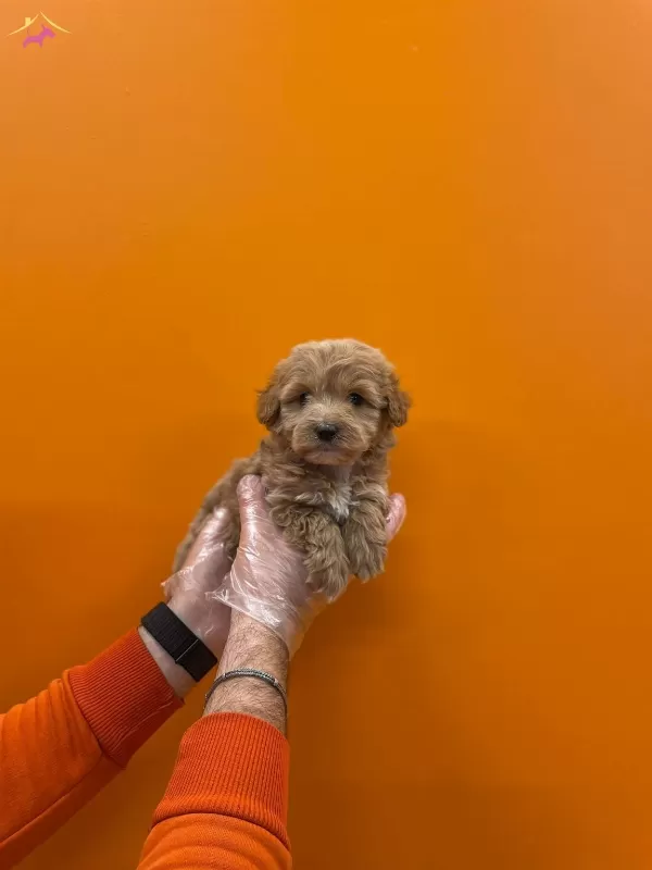 Tea Cup Maltipoo Yavrularımız