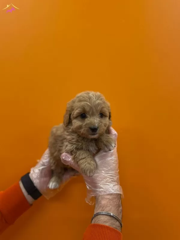 Gerçek Maltipoo Yavrularımız