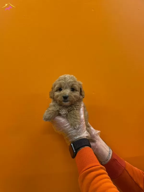 Gerçek Maltipoo Yavrularımız