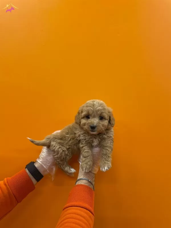 Gerçek Maltipoo Yavrularımız