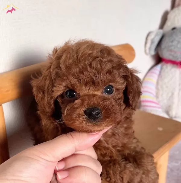 Mukemmel Toy Poodle Yavru