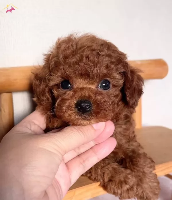 Mukemmel Toy Poodle Yavru