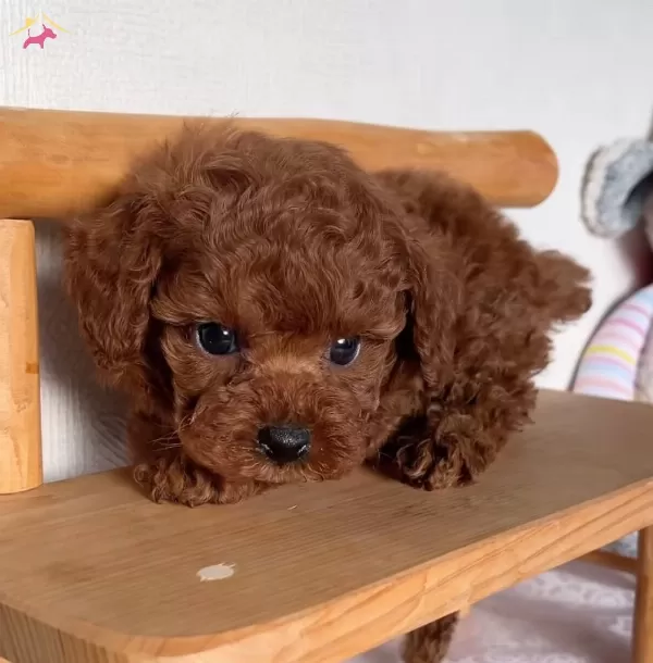 Mukemmel Toy Poodle Yavru