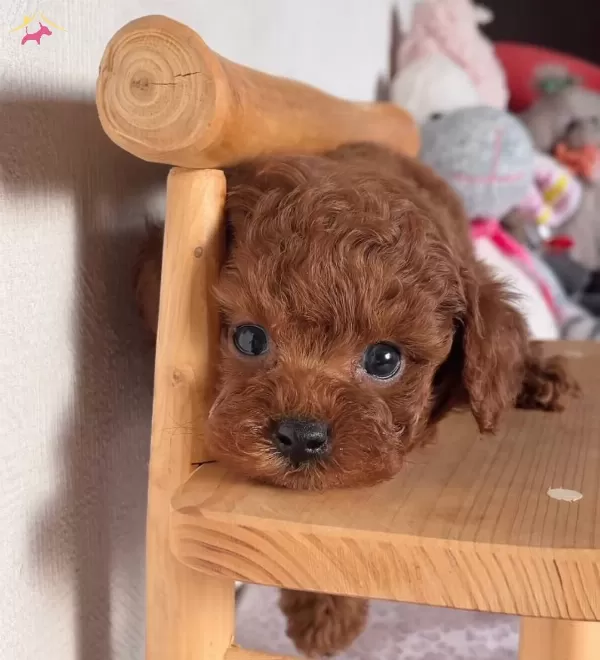 Mukemmel Toy Poodle Yavru