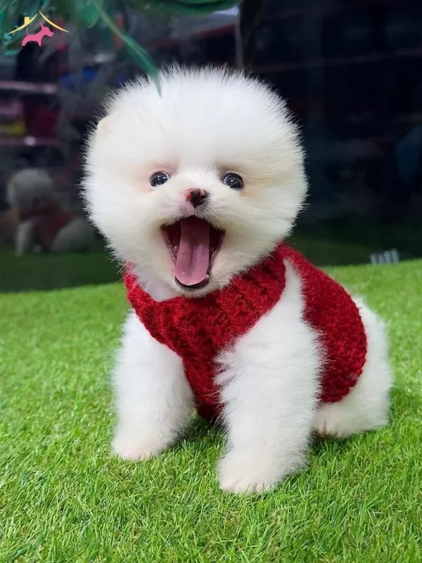 A Kalite Boo Bebekleri