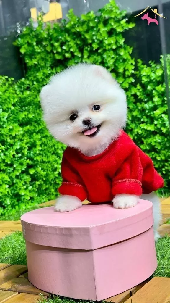 Pomeranian Yavrularımız Gelmistir