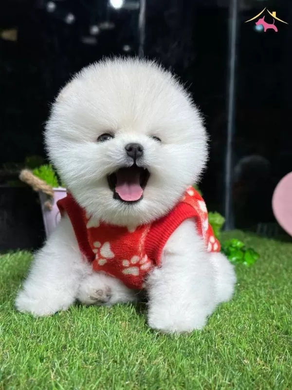 Pomeranian Yavrularımız Gelmistir