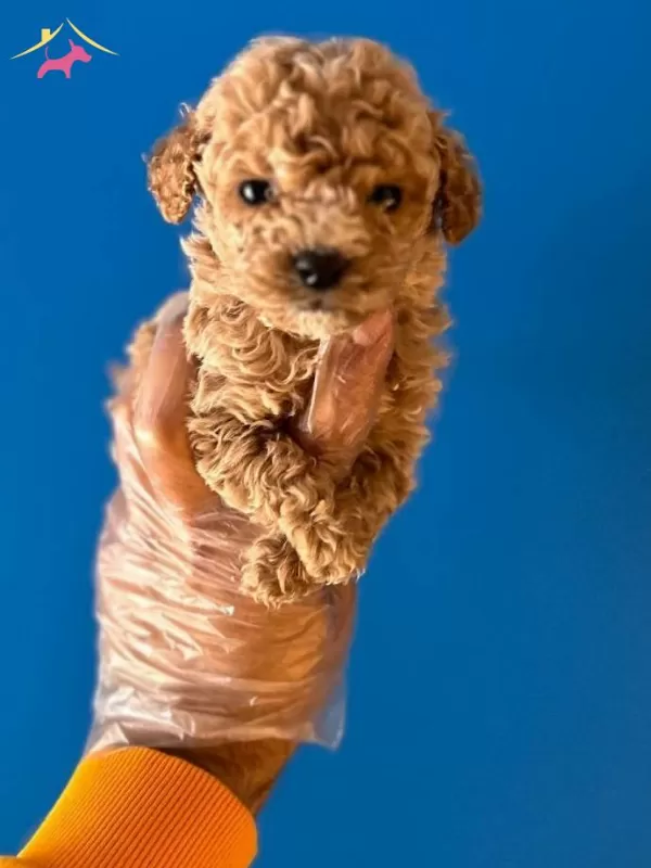 Orijinal Teacup Poodle Bebekler