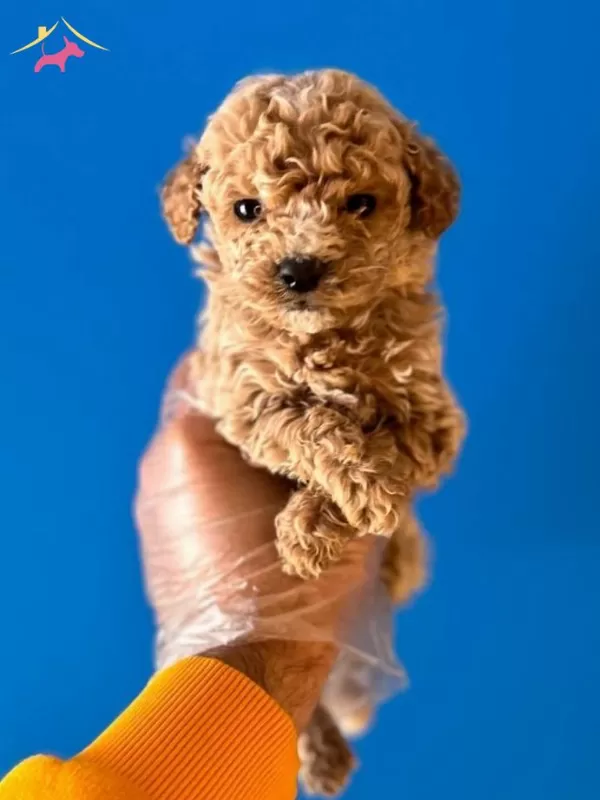 Orijinal Teacup Poodle Bebekler