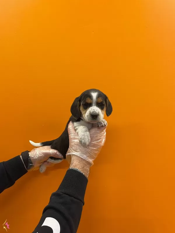 3 Renk Orjinal Elizabet Beagle Yavrularımız