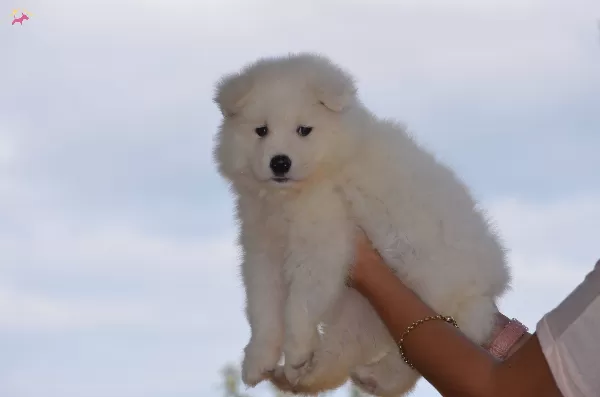 Kar Beyazı Samoyed Yavrularımız
