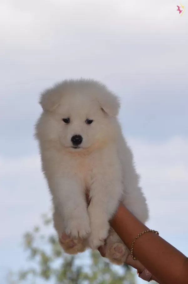 Kar Beyazı Samoyed Yavrularımız