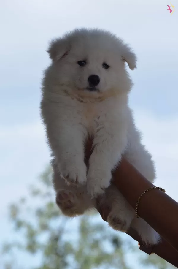 Kar Beyazı Samoyed Yavrularımız