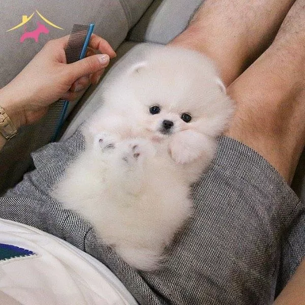 Teddy Bear Garantili Pomeranian Bebeklerimiz