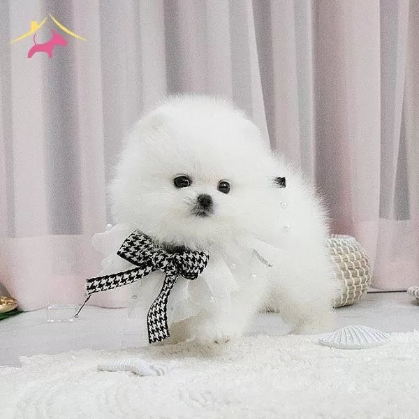 Teddy Bear Garantili Pomeranian Bebeklerimiz