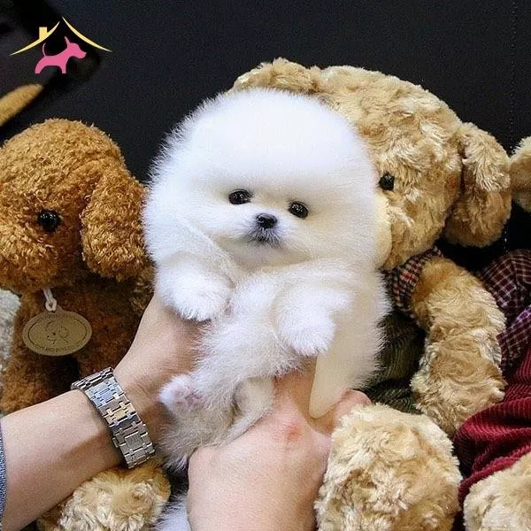 Irk Sağlık Garantili Bebekler Teddy Bear Garantili