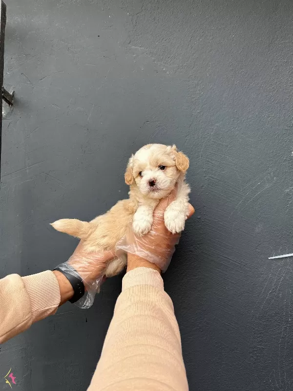 Irk Ve Saglik Garantili Ruhsatli Uretim Ciftliginde Maltipoo