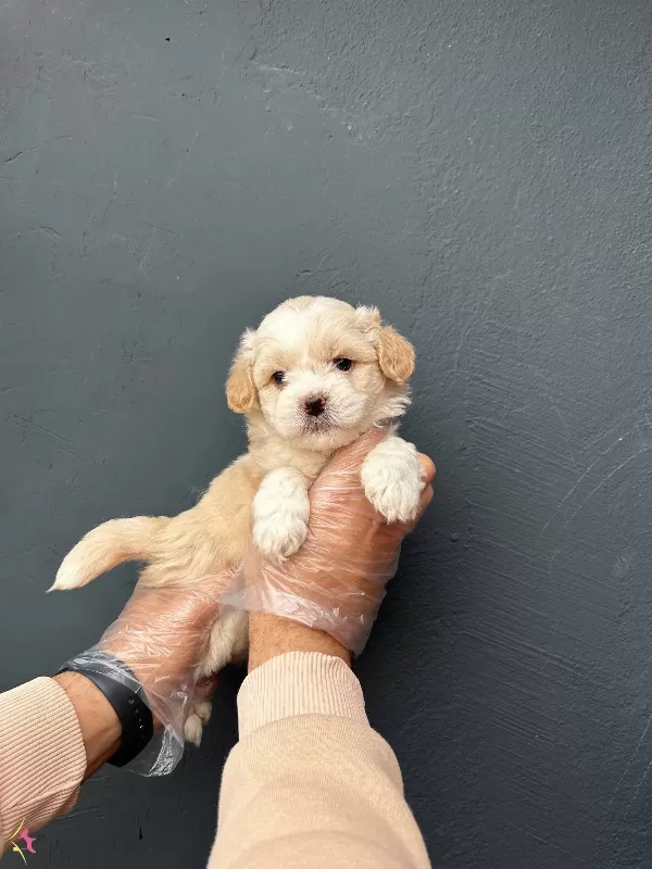 Irk Ve Saglik Garantili Ruhsatli Uretim Ciftliginde Maltipoo