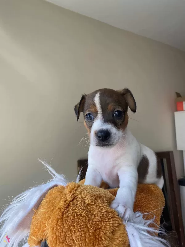 Orjinal Jack Russel Yavrular