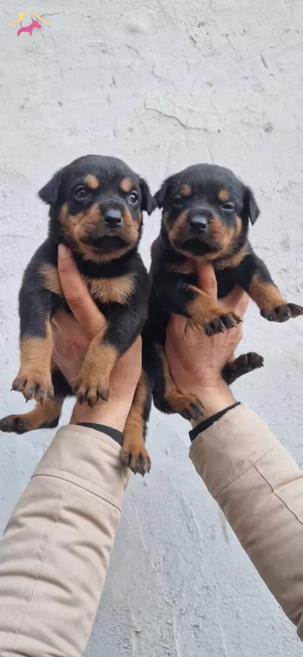 Salk Garantili Rottweiler Yavrularmz